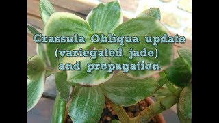 Variegated Jade Crassula obliqua update and propagation [upl. by Blackington]