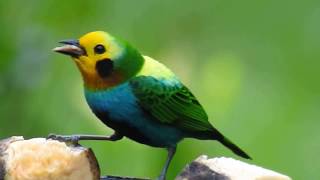 birding Tours Colombia Endemic multicolored Tanager [upl. by Ozan]