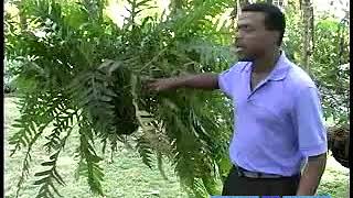 What Are Polypodium Ferns [upl. by Oijile]