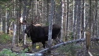 Chasse à lorignal à larc  Bow moose hunting in Quebec [upl. by Carleen]