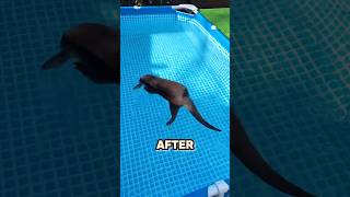 Otter Floating In A Pool 😱 [upl. by Nyliak]