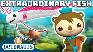 ​Octonauts  🐠 Extraordinary Fish 🐟  60 Mins  Cartoons for Kids  Underwater Sea Education [upl. by Melak810]