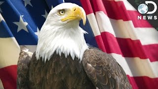 9 Facts You Didn’t Know About Bald Eagles [upl. by Eceinwahs250]