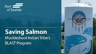 Saving Salmon Muckleshoot Indian Tribes BLAST Program [upl. by Giarla]