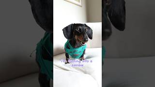 Moonpie and Buttercup can sense that it’s spooky season starboxdachshunds [upl. by Lind]