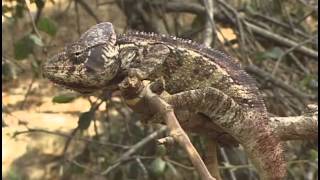 THE CHAMELEONS OF MADAGASCAR [upl. by Harpp521]