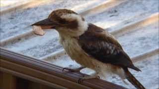 Kookaburra killing chicken neck [upl. by Kaazi]