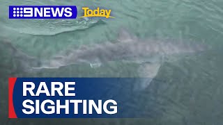 Juvenile white shark spotted at Lake Conjola on NSW south coast  9 News Australia [upl. by Ltney861]