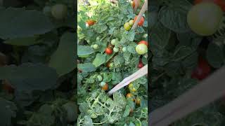 Homegrown organic Tomatoes in Canada garden gardening fruits vegetables shorts eatingtomatoes [upl. by Cathyleen470]