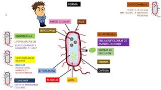 Pseudomona Aeruginosa [upl. by Enitselec]