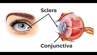 Peculiarities of the sclera  Unique characteristics of the sclera [upl. by Rhodes]