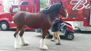 The Budweiser Clydesdales at the AAC American Airlines Center in Dallas Texas before Dallas Stars [upl. by Baynebridge717]