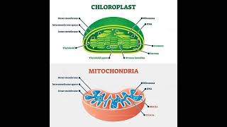 Chloroplast and Mitochondria Structure and Functions Key differences Class 11 biology [upl. by Sanson]