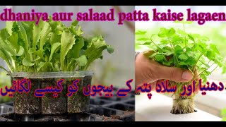 How to grow coriander salad Patta step by step guide  dhaniya aur salaad patta kaise lagaen [upl. by Alaehcim]