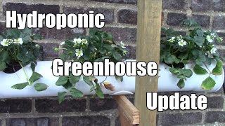 Hydroponics Update  More Timelapse Seedlings amp Transplants [upl. by Yerak706]