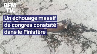 Des centaines de congres s’échouent sur les plages de Bretagne depuis plusieurs jours [upl. by Aisatna865]