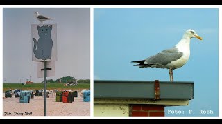 In Neuharlingersiel auf Foto und Filmtour [upl. by Ajnot]