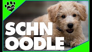 Top 10 Facts About Schnoodles  Miniature Schnauzer Poodle Mix Dogs 101 [upl. by Aleta214]