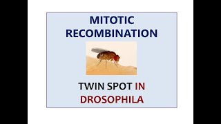 MITOTIC CROSSOVER TWIN SPOT IN DROSOPHILA [upl. by Ahsinotna]