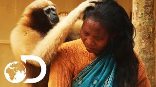 Adorable Ape Shares A Fascinating Relationship With Humans  Wild India [upl. by Niwred631]