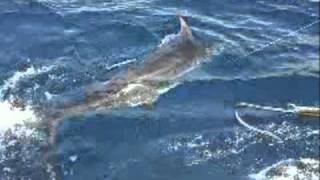 Pesca de aguja azul Marlin en el placer de La Guaira [upl. by Rahs572]