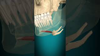 Geniohyoid muscle action hyoid bone elevation muscle bone anatomy [upl. by Krissy]