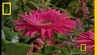 Bee vs Jumping Spider  National Geographic [upl. by Maxey]