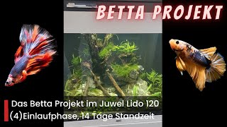 Betta Projekt Einlaufphase 2 Wochen Standzeit Update Kampffisch aquaristik aquarium [upl. by Robbi218]