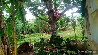 Ate Minda cutting at a breadfruit tree [upl. by Burley]