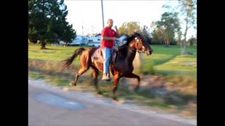 HOODOO SINGLE FOOTING HORSE [upl. by Eihctir260]