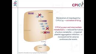 CPIC guideline for clopidogrel and CYP2C19 [upl. by Akedijn]