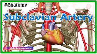 Subclavian artery Anatomy  Origin Course Parts Branches Relations and Clinical anatomy [upl. by Aitrop]