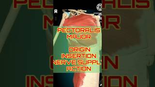 Pectoralis Major Breakdown Origins Nerves amp Actions  shorts shortfeeds [upl. by Thorpe]