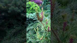 Conifer Garden conifer saxophone [upl. by Macguiness]