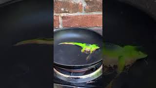 Melting a LIZARD in a FRYING PAN [upl. by Seraphina]