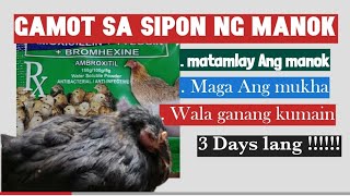 MABISANG GAMOT SA SIPON NG MANOK  2 TO 3 DAYS GAGALING ANG MANOK [upl. by Monsour59]