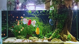 Discus Fish Tank Setup  Keep the Perfect Discus Aquarium Step By Step [upl. by Airotnahs252]