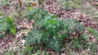 Control of hemlock cocklebur and horsenettle in pastures [upl. by Monti]