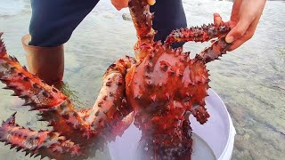 Catch seafood in the South Pacific Harvest giant devil crabs [upl. by Hamehseer765]