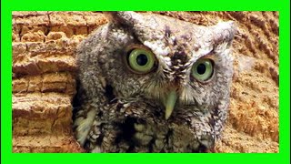 Eastern ScreechOwl Song Eastern ScreechOwl Sound Singing  Autillo Yanqui Canto  Megascops Asio [upl. by Eesac]