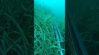 Ambush in the kelp Sargos spearfishing fishing fish [upl. by Reppart]