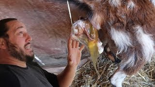 Goat Birth with Midwife Miah  VLOG  Roots and Refuge [upl. by Aicilram]