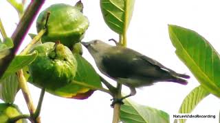 Beautiful Thick Billed Flowerpecker Bird [upl. by Carlynn]