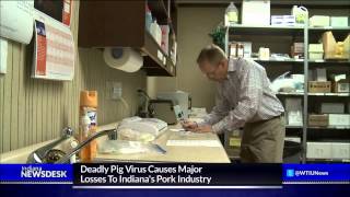 USDA Green Lights Pig Virus Vaccine [upl. by Svirad]