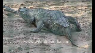 Gharial Gavialis gangeticus [upl. by Randee]