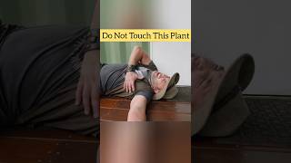 Do Not Touch This Plant ❌  Gympie Gympie Plant shorts facts youtubeshorts [upl. by Wallace420]