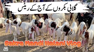 Gulabi Bakre  Eid Collection 2025  Halani Bakra Mandi Latest Update [upl. by Trebreh605]