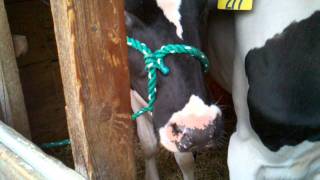 Tunbridge fair 2011cow talklol [upl. by Sidnarb]