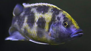 Nimbochromis Cichlids  Care Guide amp Species Profile [upl. by Ojok312]