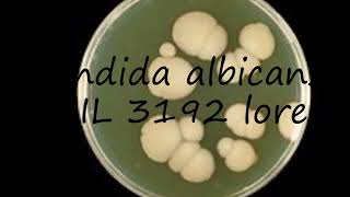 How to pronounce Candida albicans PHIL 3192 lores in Latin [upl. by Mendelsohn]